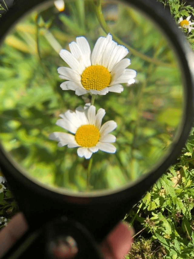 2026, 27 April – 1 May:  5-day Hedgerow Medicine Course - South Norfolk