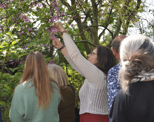 2026, 18 April:  Herb Walk, South Norfolk